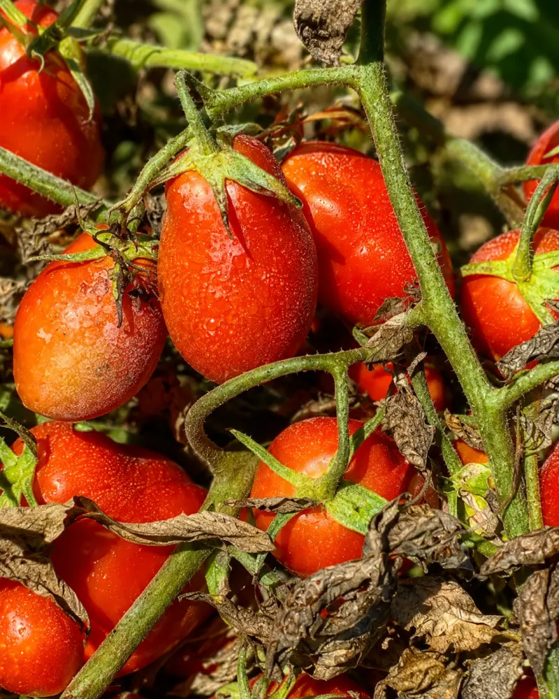 Pomodori maturi sulla pianta